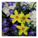Thompson and Morgan Sherbet Lemon Preplanted Hanging Basket 35cm