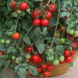 Tomato (cherry) Tumbling Tom Red 12 seeds (From £2.47 – £10.48)