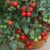 Tomato (cherry) Tumbling Tom Red 12 seeds (From £2.47 – £10.48)