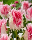 Tulip Drakensteyn 5 Bulbs Using Newsletter Sign up & Free Delivery Code