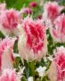 Tulip Drakensteyn 5 Bulbs Using Newsletter Sign up & Free Delivery Code