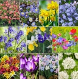 Ultimate Spring Bulb Bundle (worth £74.92)