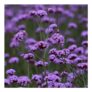 Verbena Bonariensis Vanity Seeds